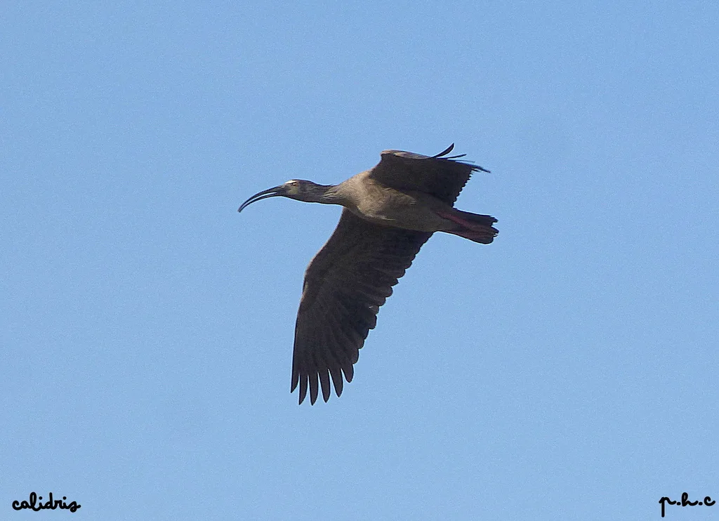 铅色鹮（Theristicus caerulescens）