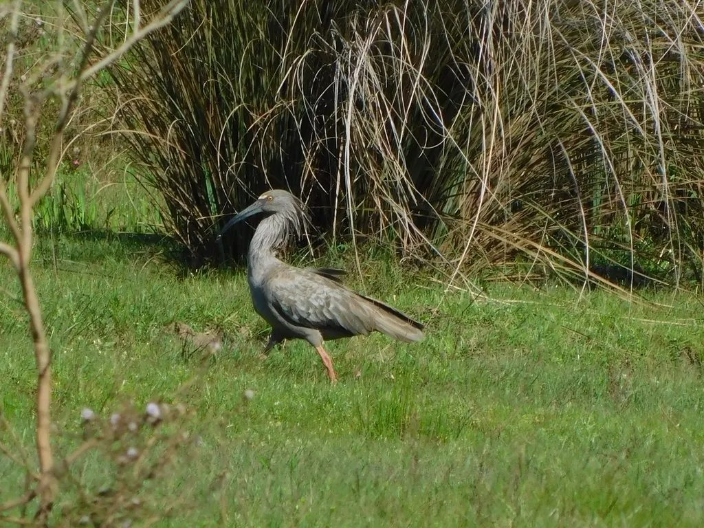 铅色鹮（Theristicus caerulescens）
