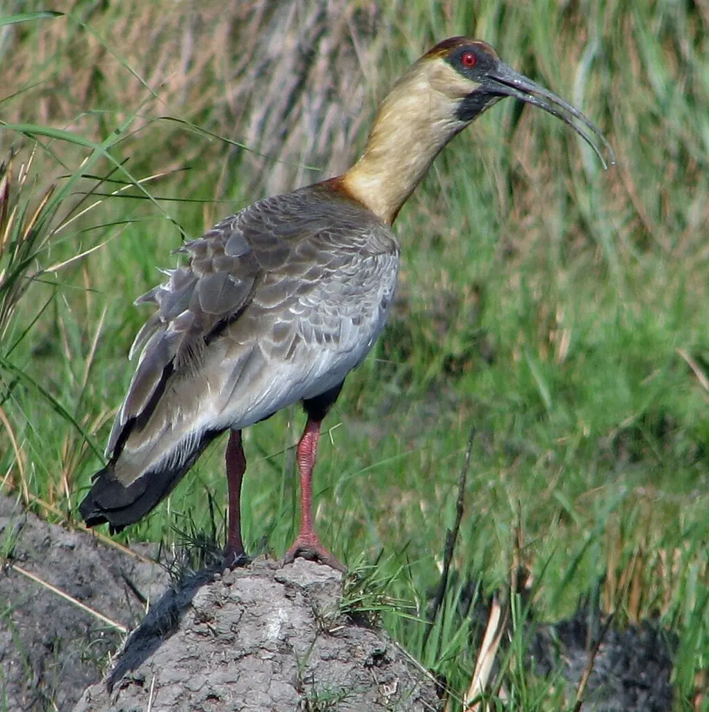 黄颈鹮(Theristicus caudatus)