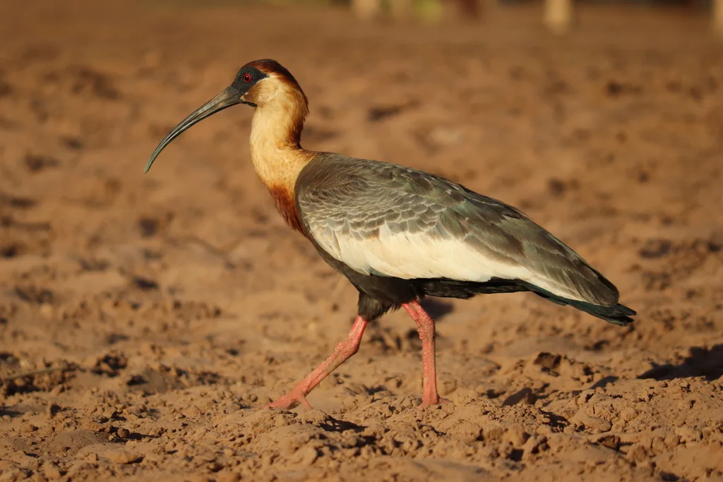 黄颈鹮(Theristicus caudatus)