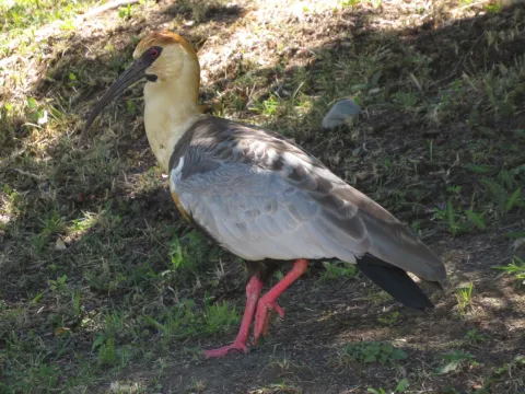 黑脸鹮