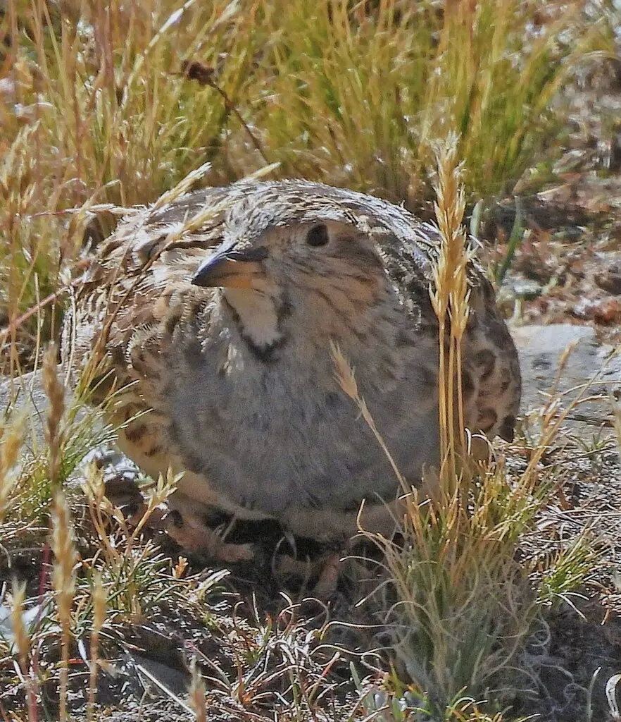 灰胸籽鹬(Thinocorus orbignyianus)