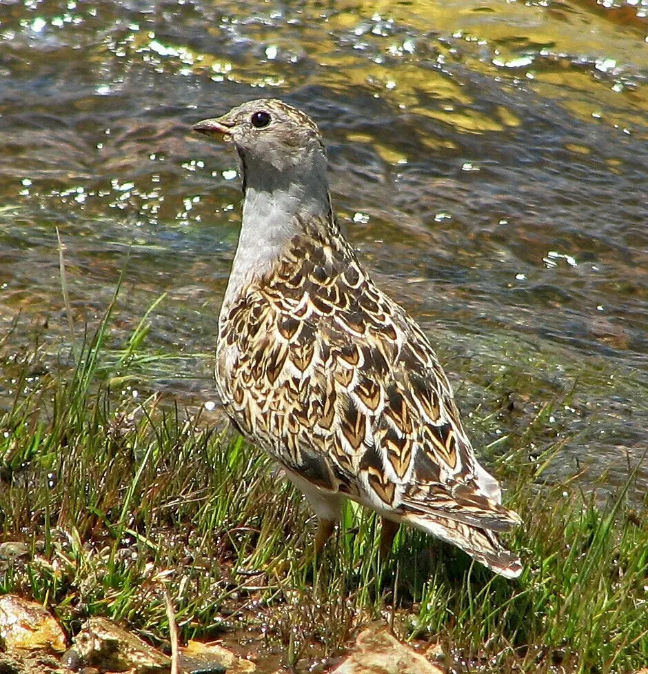 灰胸籽鹬(Thinocorus orbignyianus)