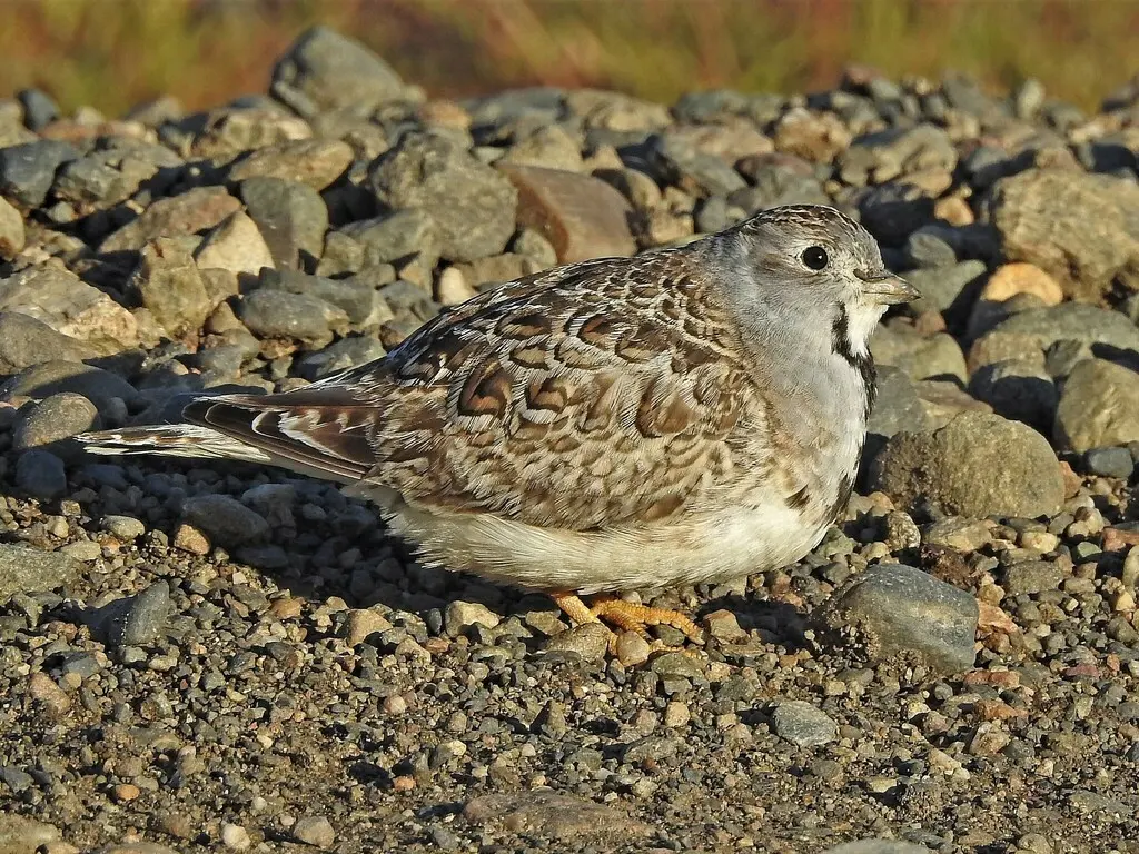 小籽鹬(Thinocorus rumicivorus)