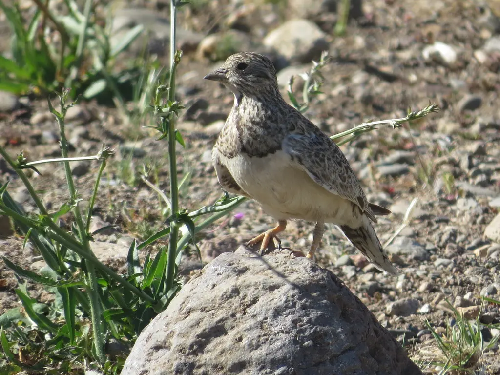 小籽鹬(Thinocorus rumicivorus)