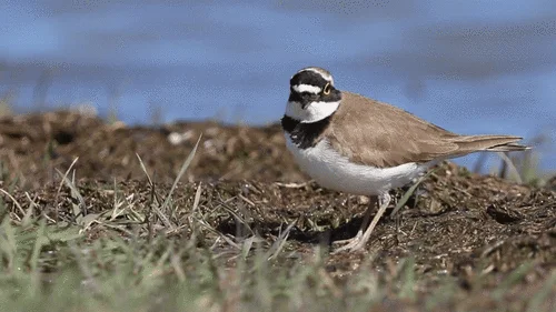 金眶鸻(Thinornis dubius)