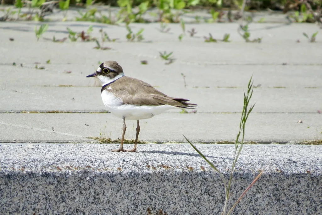 金眶鸻(Thinornis dubius)