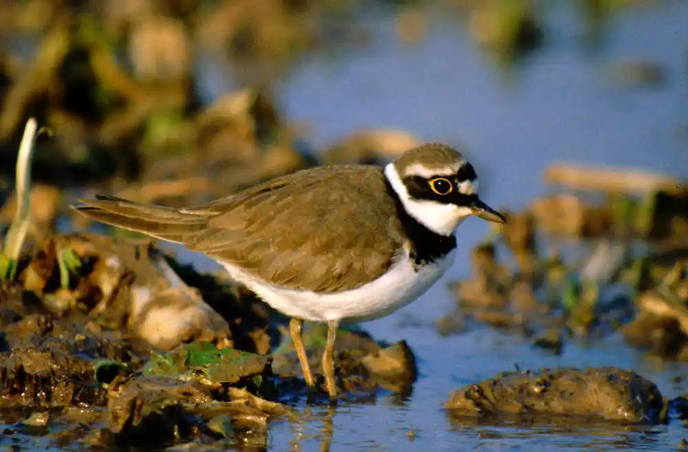 金眶鸻(Thinornis dubius)