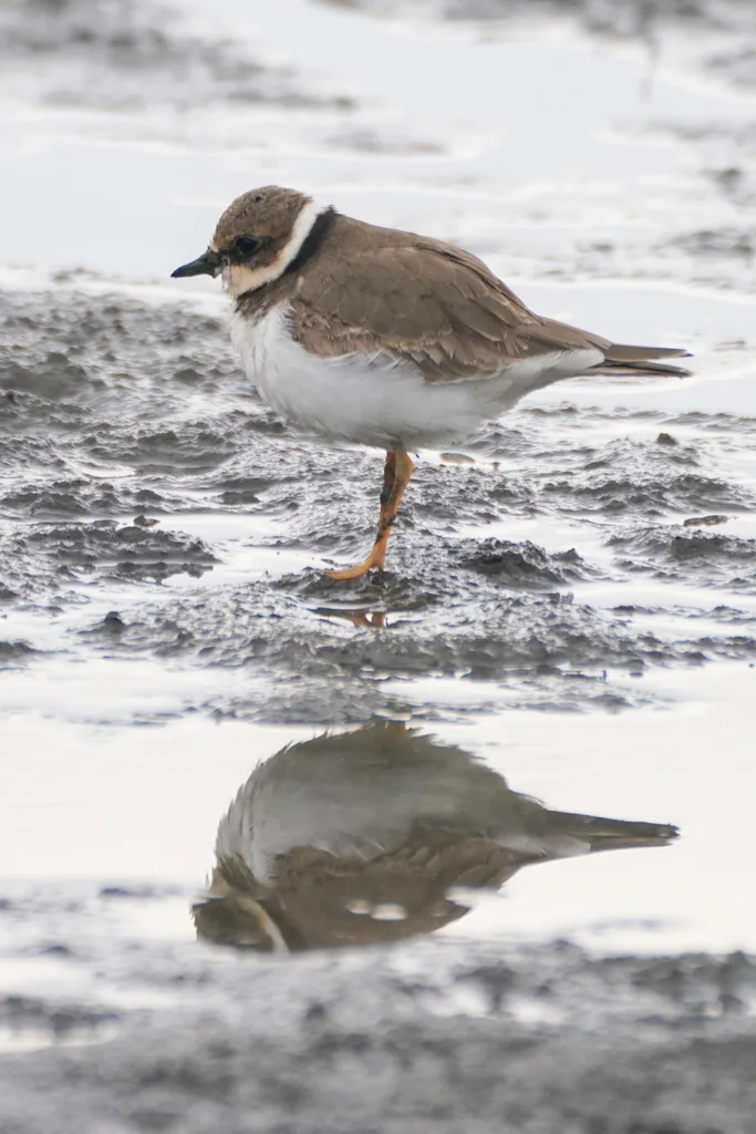 金眶鸻(Thinornis dubius)
