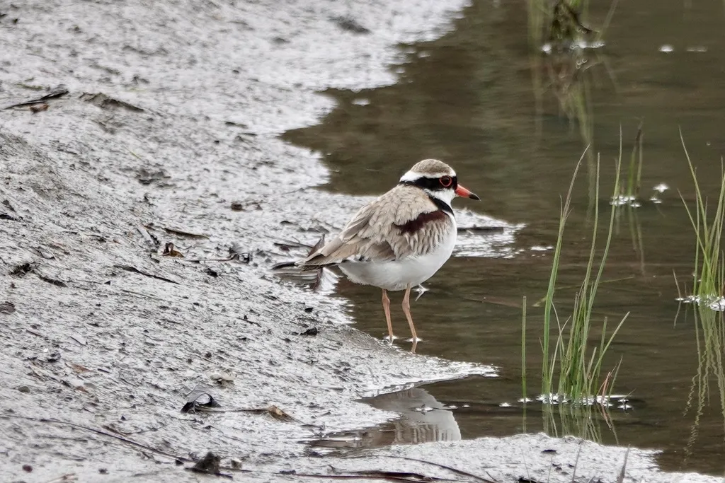 黑额鸻(Thinornis melanops)