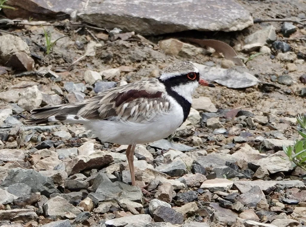 黑额鸻(Thinornis melanops)