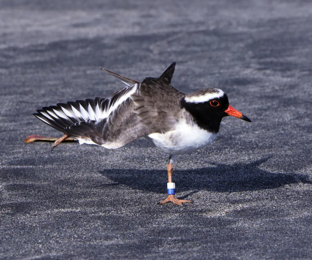 滨鸻(Thinornis novaeseelandiae)