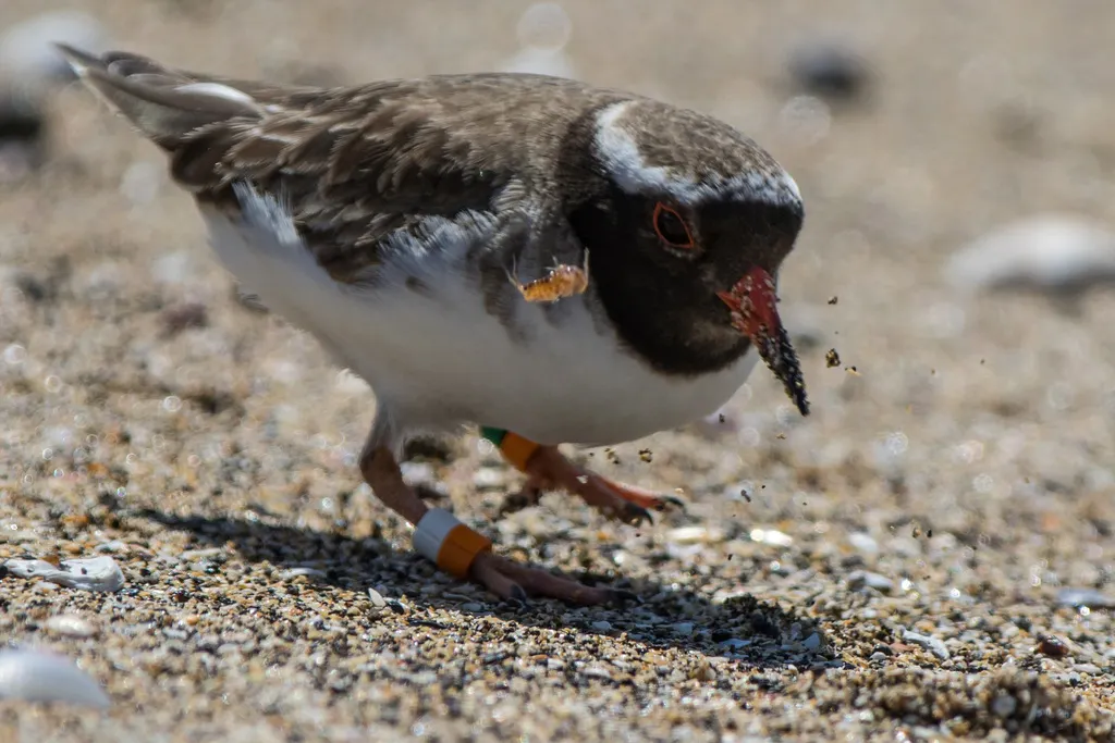 滨鸻(Thinornis novaeseelandiae)