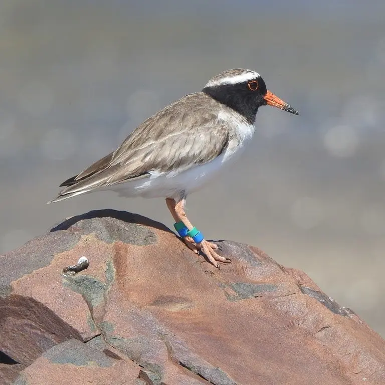 滨鸻(Thinornis novaeseelandiae)