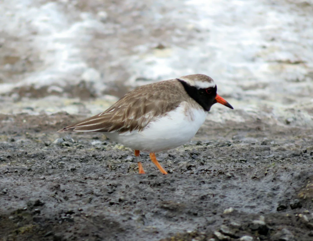 滨鸻(Thinornis novaeseelandiae)