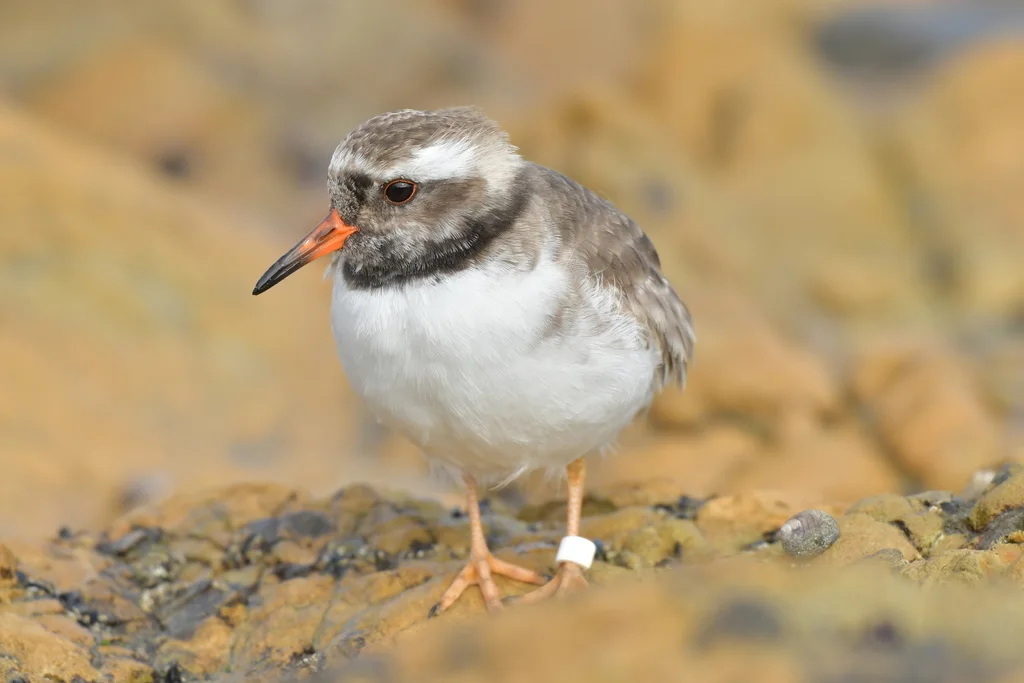 滨鸻(Thinornis novaeseelandiae)