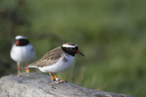 滨鸻（Thinornis novaeseelandiae）