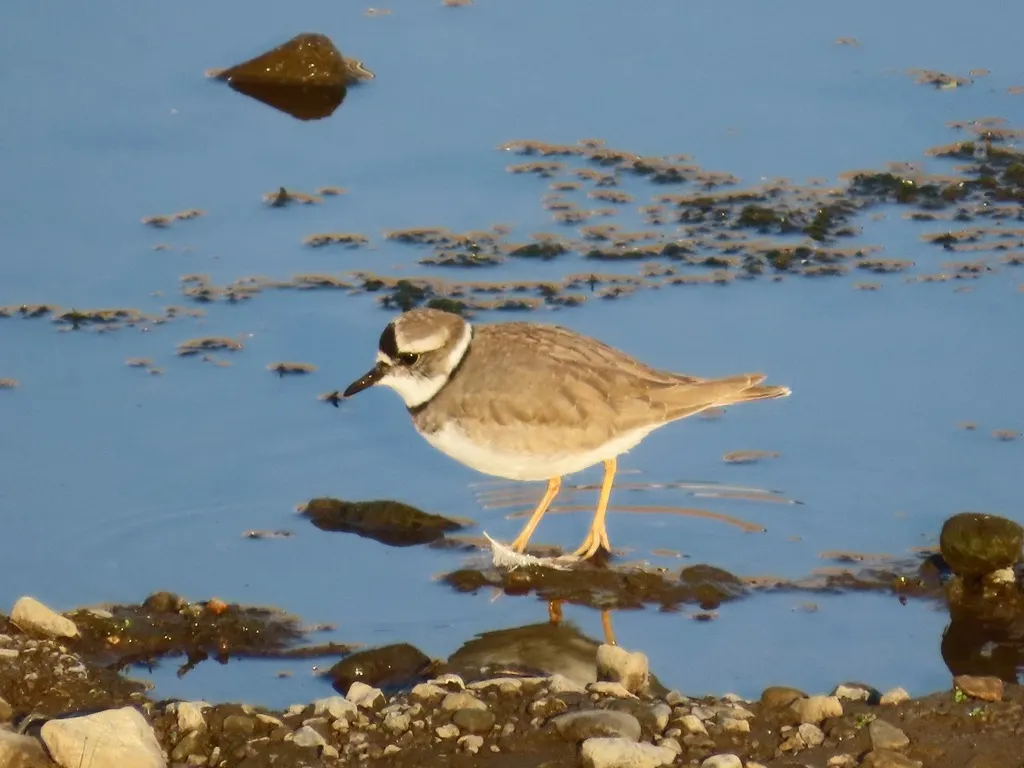长嘴剑鸻(Thinornis placidus)