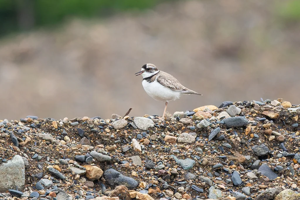 长嘴剑鸻(Thinornis placidus)