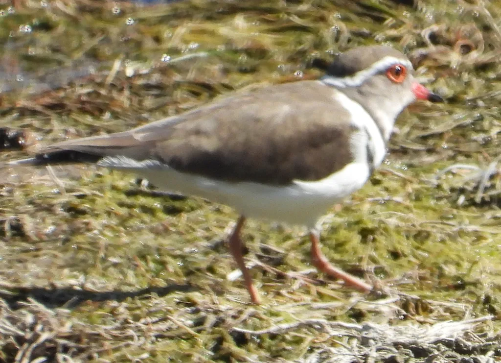 三色鸻(Thinornis tricollaris)