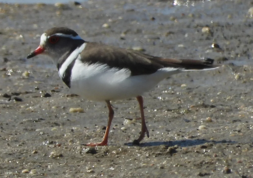 三色鸻(Thinornis tricollaris)