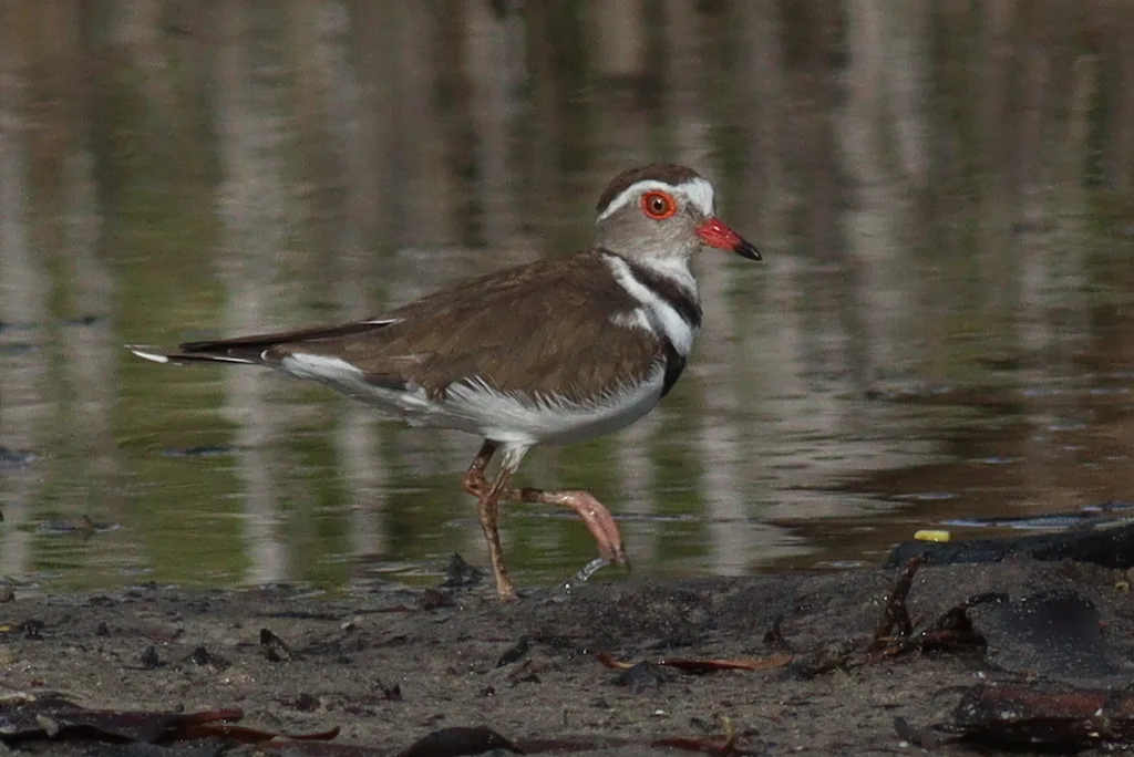 三色鸻(Thinornis tricollaris)