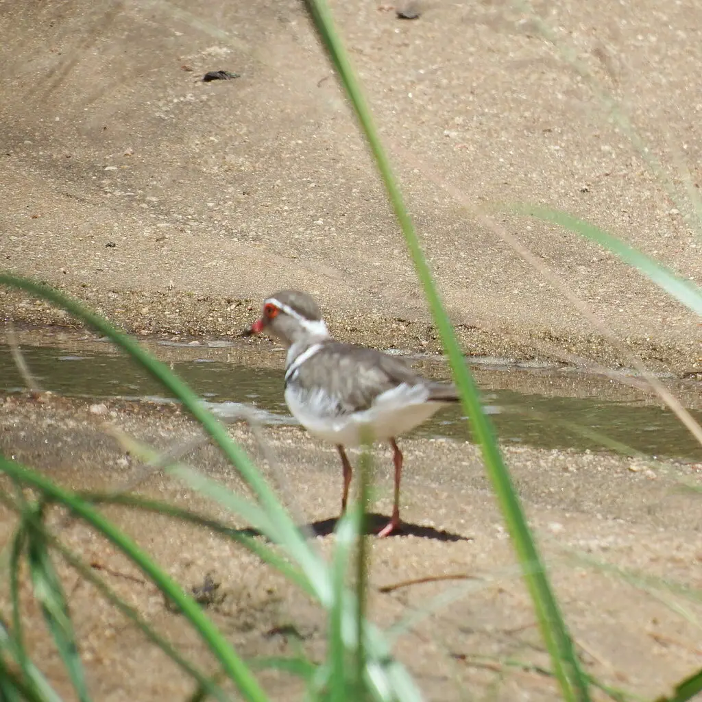 三色鸻(Thinornis tricollaris)