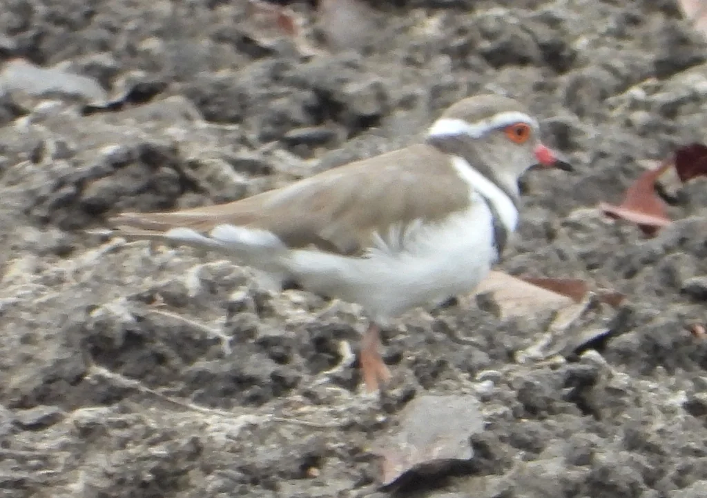三色鸻(Thinornis tricollaris)