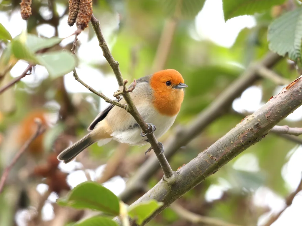 褐胁灰背雀(Thlypopsis pectoralis)