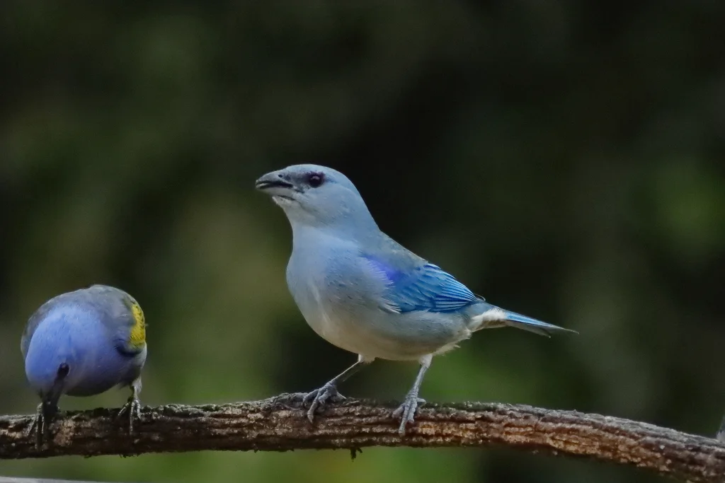 蓝肩裸鼻雀(Thraupis cyanoptera)