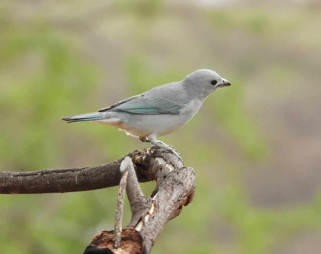 灰喉裸鼻雀(Thraupis sayaca)