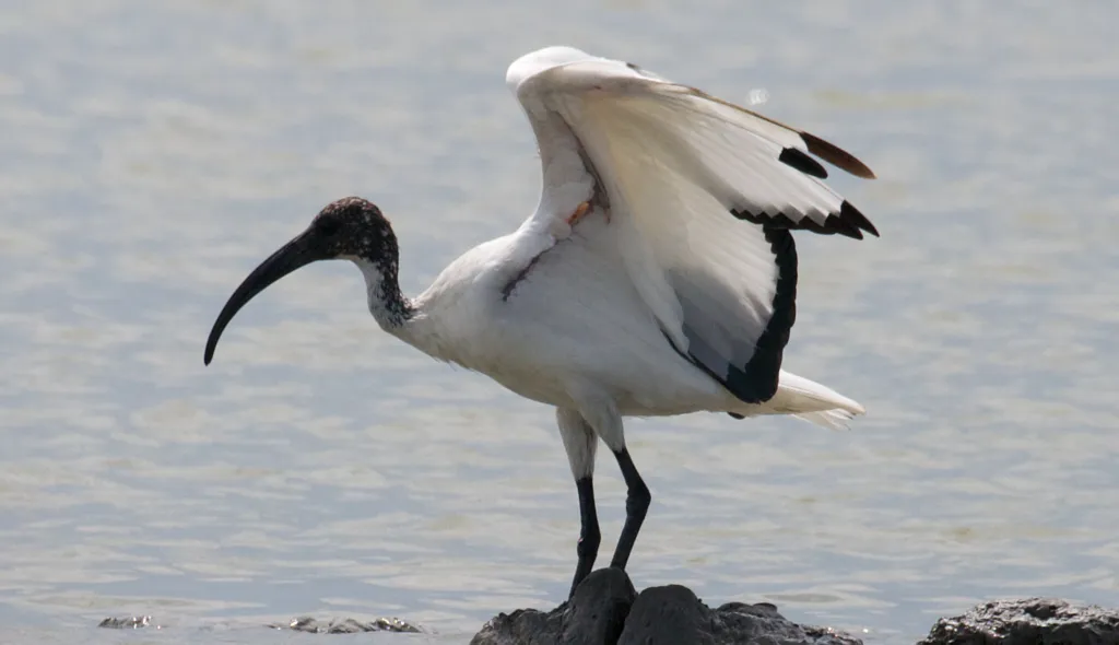 非洲白鹮(Threskiornis aethiopicus)