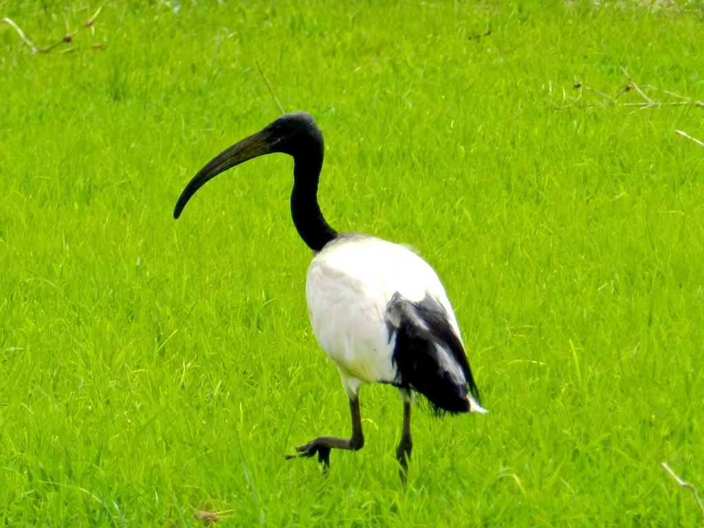 非洲白鹮(Threskiornis aethiopicus)