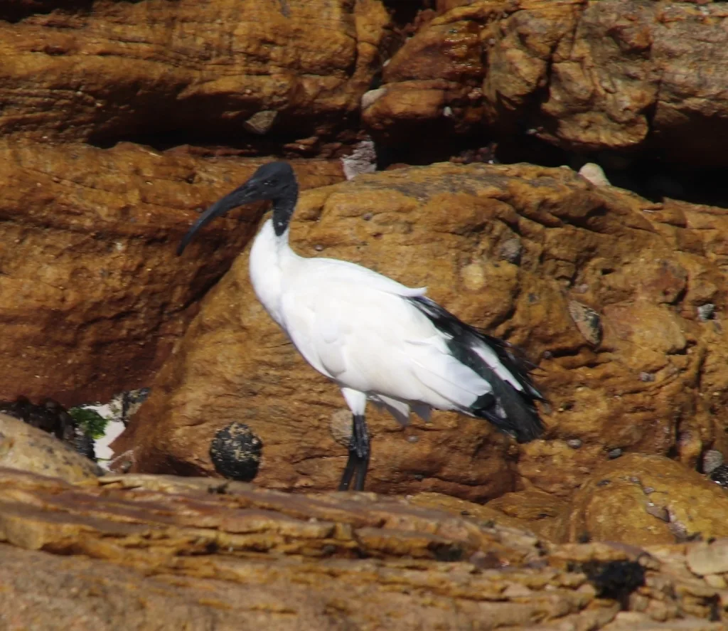 非洲白鹮(Threskiornis aethiopicus)
