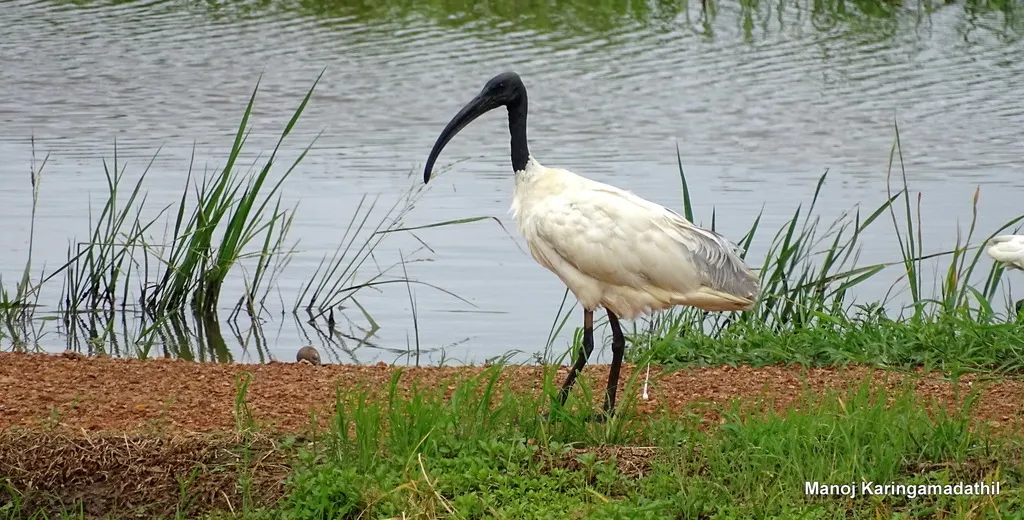 黑头白鹮(Threskiornis melanocephalus)