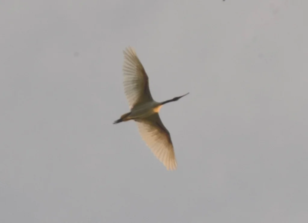 黑头白鹮(Threskiornis melanocephalus)