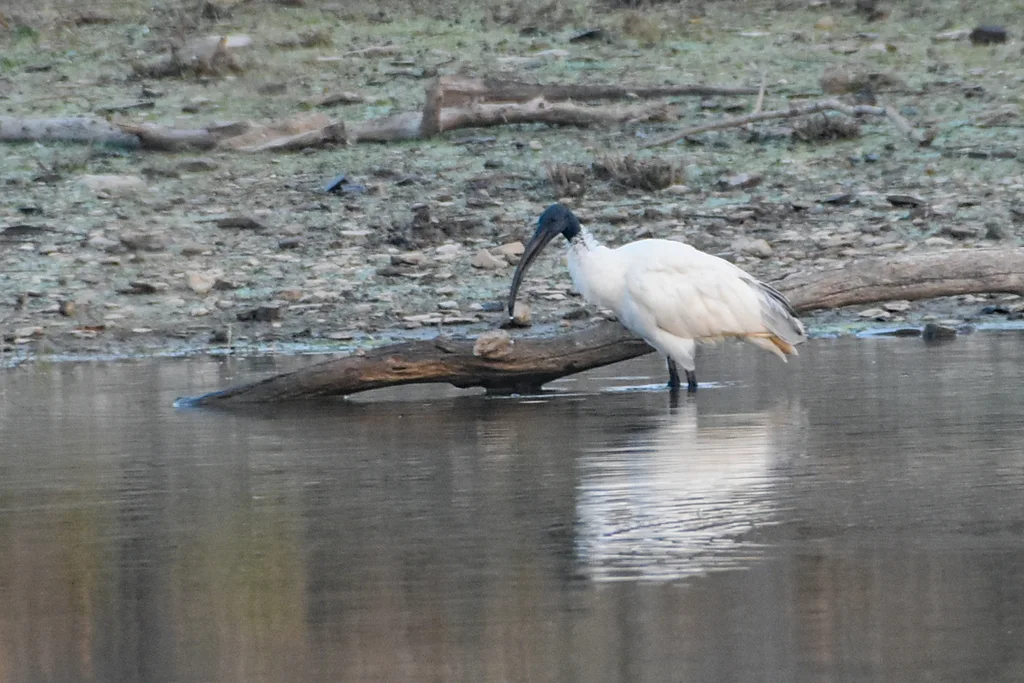 黑头白鹮(Threskiornis melanocephalus)