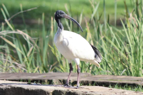 澳洲白鹮