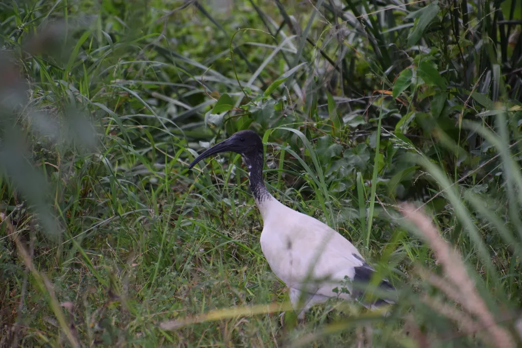澳洲白鹮(Threskiornis molucca)