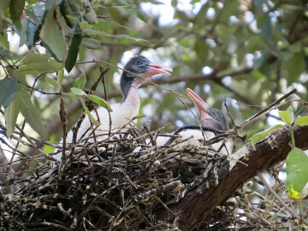 澳洲白鹮(Threskiornis molucca)