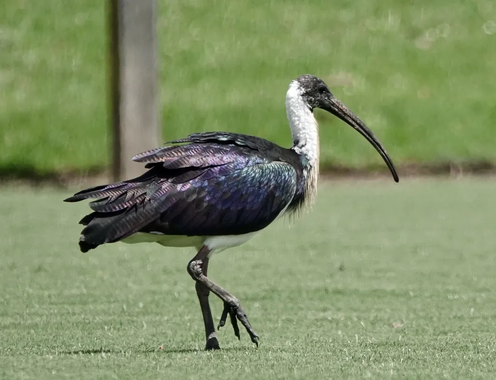 蓑颈白鹮(Threskiornis spinicollis)