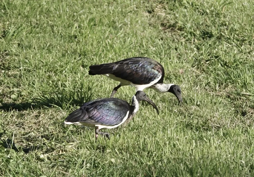 蓑颈白鹮(Threskiornis spinicollis)