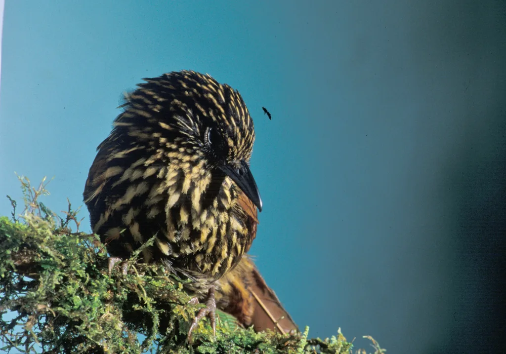 火红树猎雀(Thripadectes flammulatus)