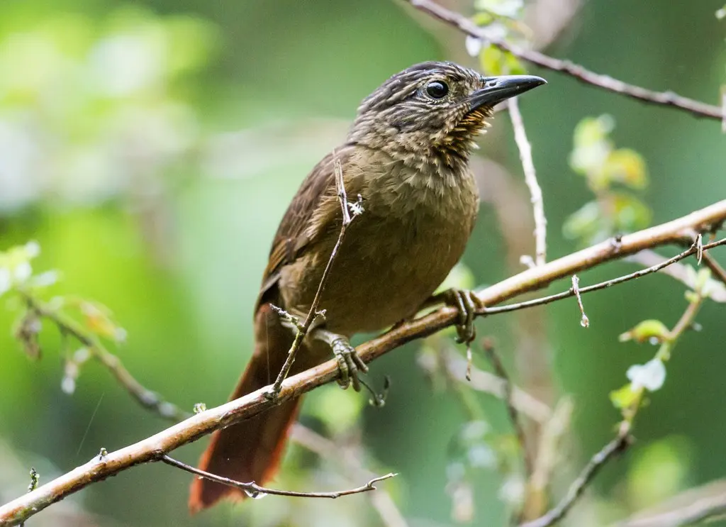 黑嘴树猎雀(Thripadectes melanorhynchus)