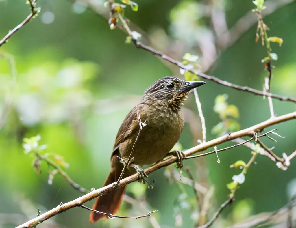 黑嘴树猎雀(Thripadectes melanorhynchus)