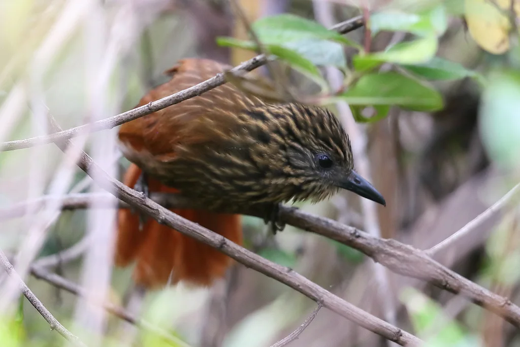 黄喉树猎雀(Thripadectes scrutator)