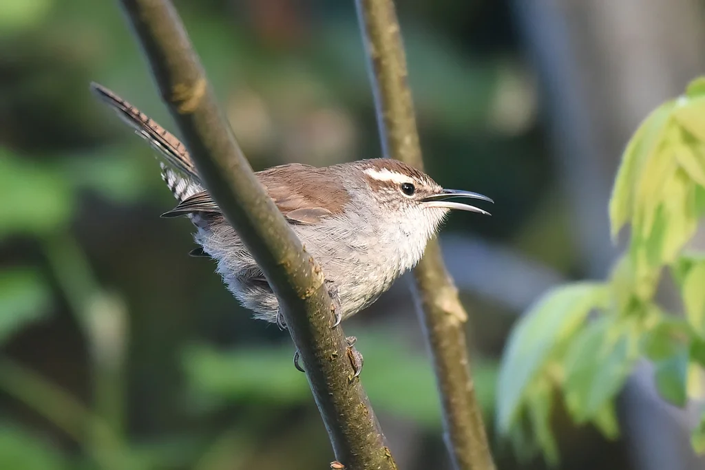比氏苇鹪鹩(Thryomanes bewickii)