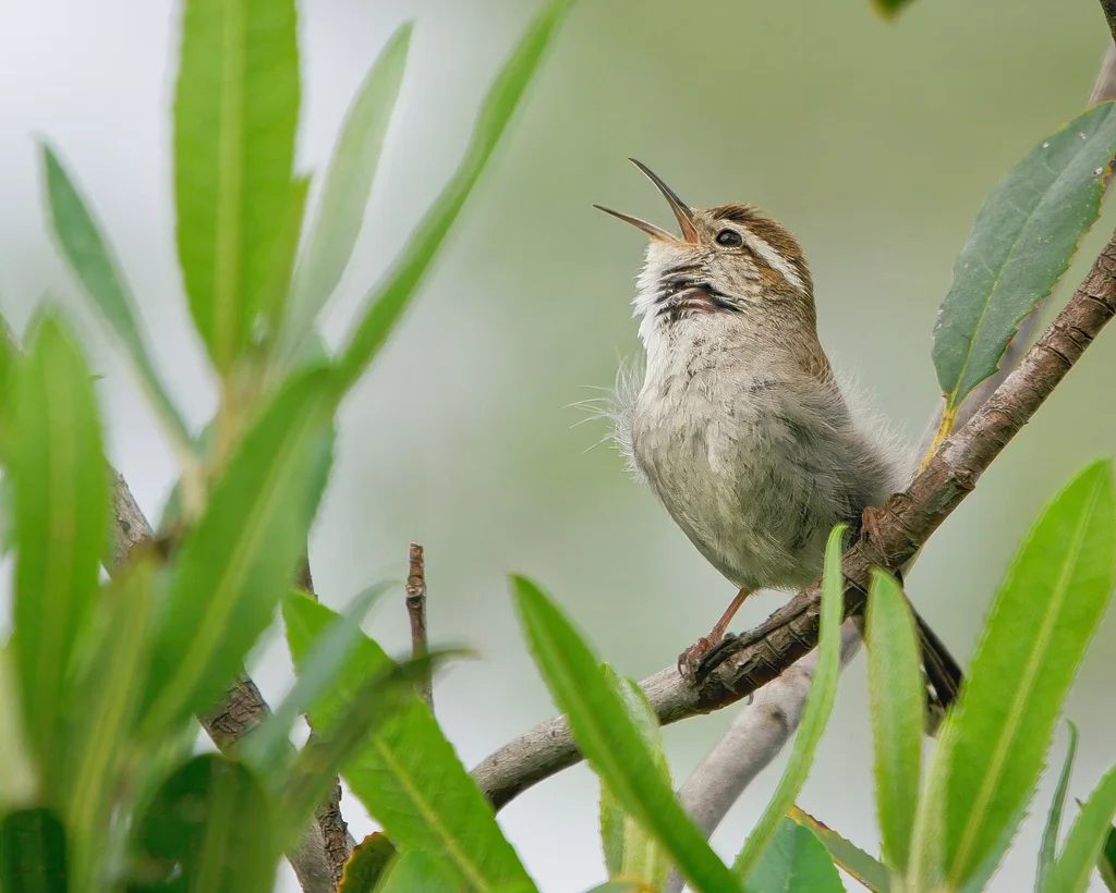 比氏苇鹪鹩(Thryomanes bewickii)