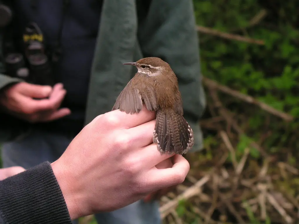 比氏苇鹪鹩(Thryomanes bewickii)