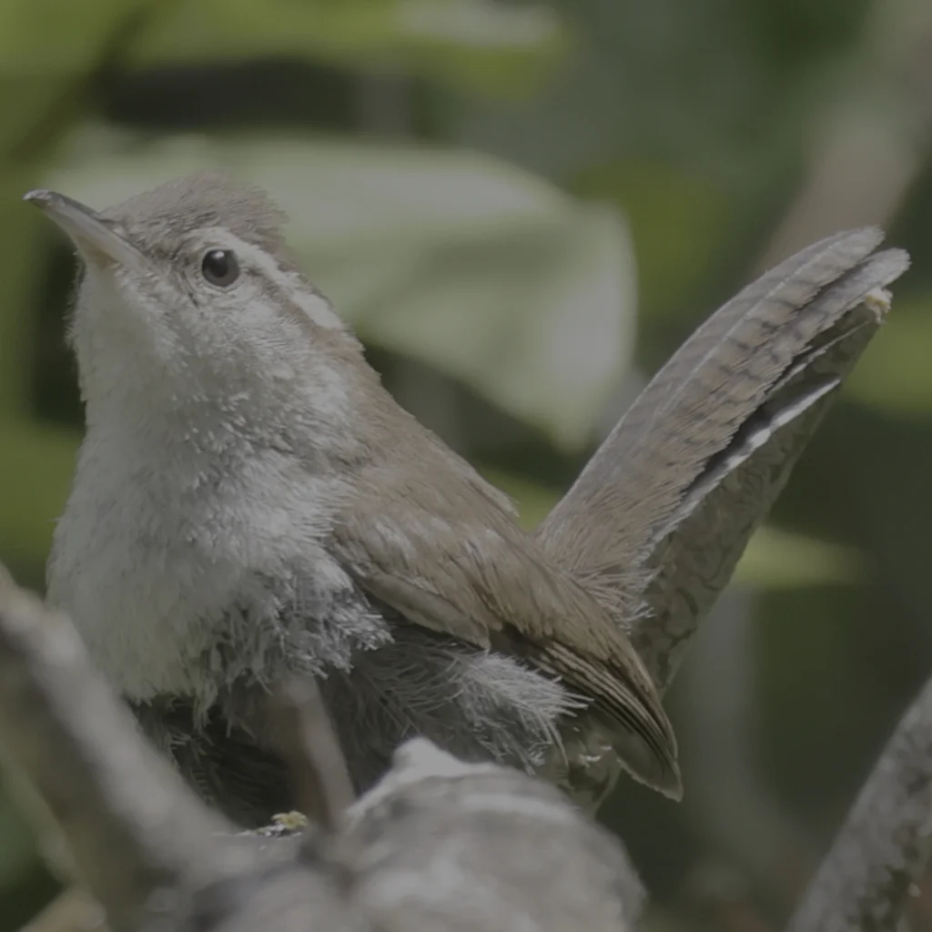 比氏苇鹪鹩(Thryomanes bewickii)